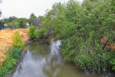 Scenic view of river amidst trees in forest