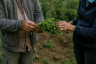 Midsection of man holding parsley