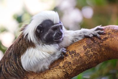 Close-up of a monkey