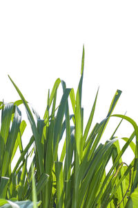 Low angle view of bamboo plant against clear sky