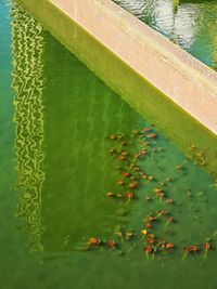 High angle view of leaves floating on lake