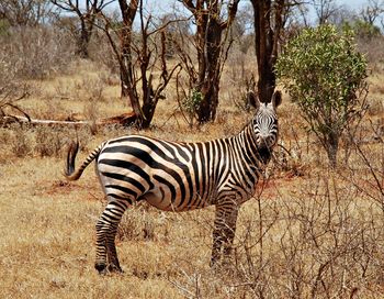 Zebra zebras on grass