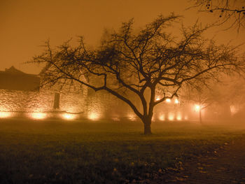 Bare trees on field against sky at night