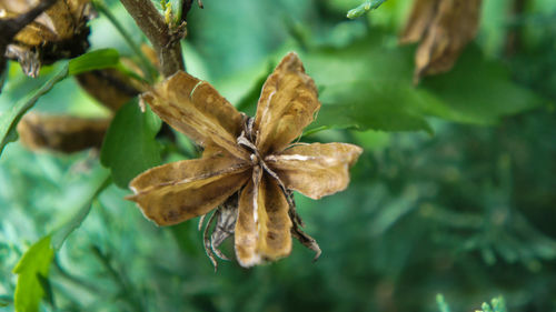 Close-up of dry plant pod