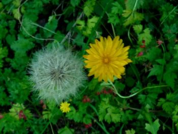 Close-up of fresh white flower