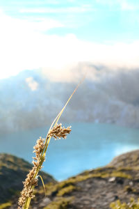 Close-up of plant growing on rock against sky