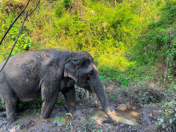 Elephant in a field