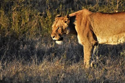 View of a lioness lurking around its prey