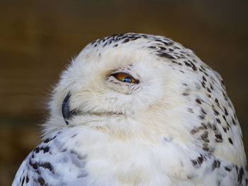 Snowy owl profile close up