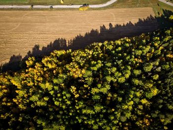 Plants growing on field