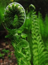 Close-up of green leaves