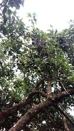 Low angle view of tree against sky