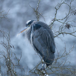 Blue heron perching on bare tree