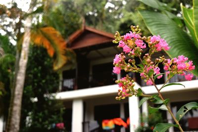 Low angle view of flower tree against house