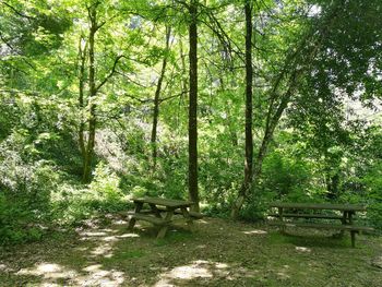 Empty bench by trees in forest