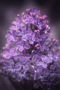 Close-up of purple flowering plant