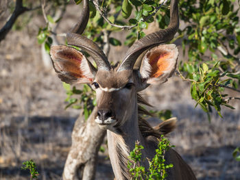 Close-up portrait of deer standing against plants