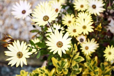 Close-up of daisy flowers