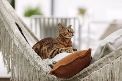 Cat sitting on wooden wall