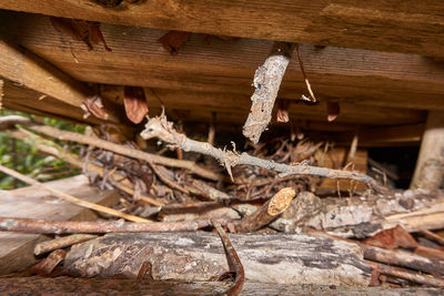 Close-up of logs in forest