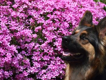 Close-up of a dog
