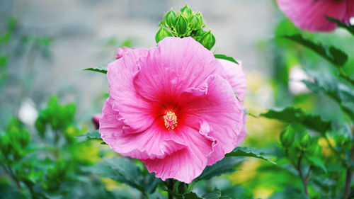 Close-up of pink hibiscus flower