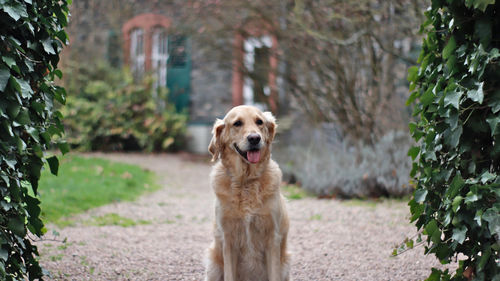 Portrait of golden retriever