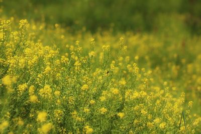 Yellow flowering plants on field