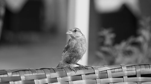 Close-up of bird perching on metal