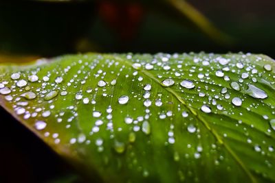 Close-up of wet leaf