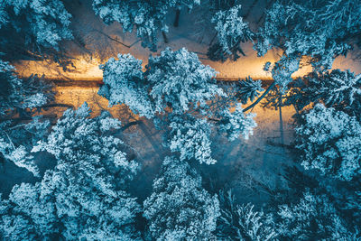 Frozen trees in forest during winter