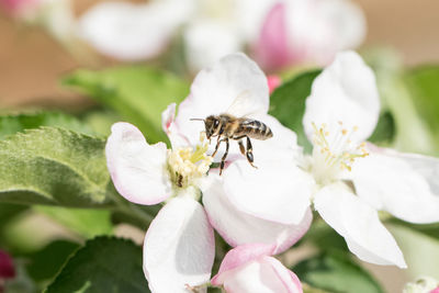 Close-up of insect on pink flower
