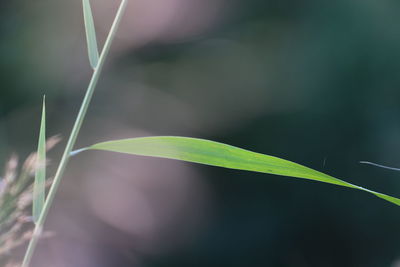 Close-up of plant growing on field