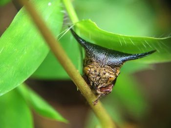 Close-up of insect on leaf
