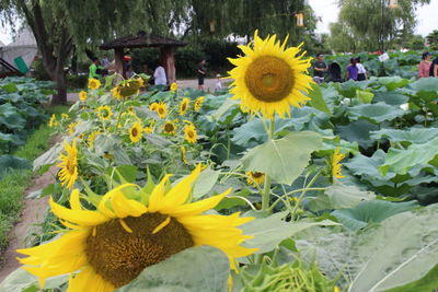 Close-up of yellow flowers blooming outdoors