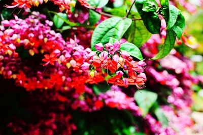 Close-up of red flowers blooming outdoors