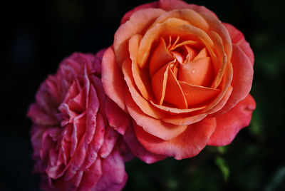 Close-up of rose blooming outdoors