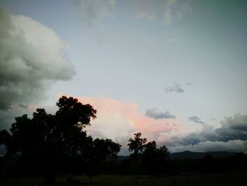 Silhouette of trees on field at sunset