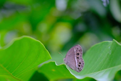 Butterfly on leaf