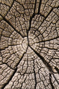 Detail shot of tree stump