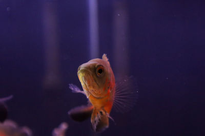 Close-up of fish swimming in sea