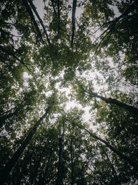 Low angle view of trees in forest