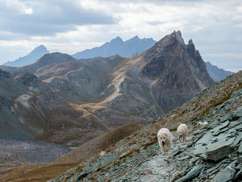 Sheep grazing on mountains against sky