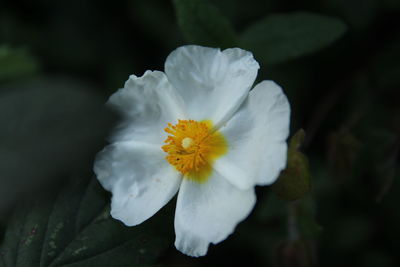 Close-up of white flowering plant