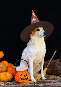 Portrait of dogs on field