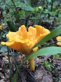 Close-up of yellow flowering plant on field