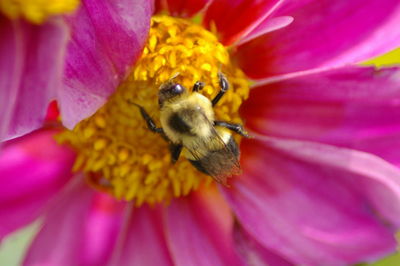 Close-up of bee pollinating on pink flower