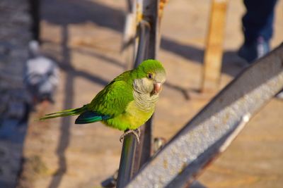 Close-up of parrot perching on wood