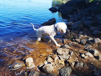 High angle view of dog on rock