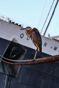 Heron perching on cables against ship